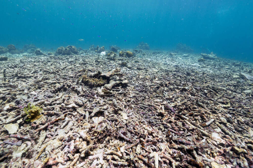 В Алматы состоялась фотовыставка, посвященная кораллам и редким животным 
. Фото: Canon