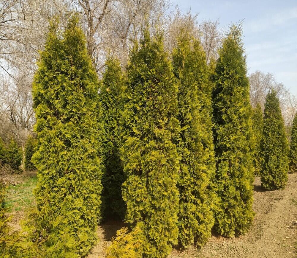 В Алматинском ботаническом саду вырубят аллею туй: стали известны подробности
