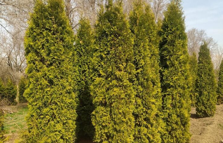 В Алматинском ботаническом саду вырубят аллею туй: стали известны подробности
