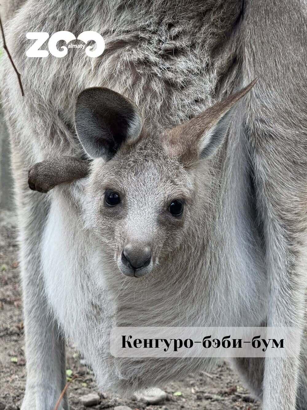В Алматинском зоопарке сразу три кенгуренка появились на свет. Фото: instagram/almatyzoo