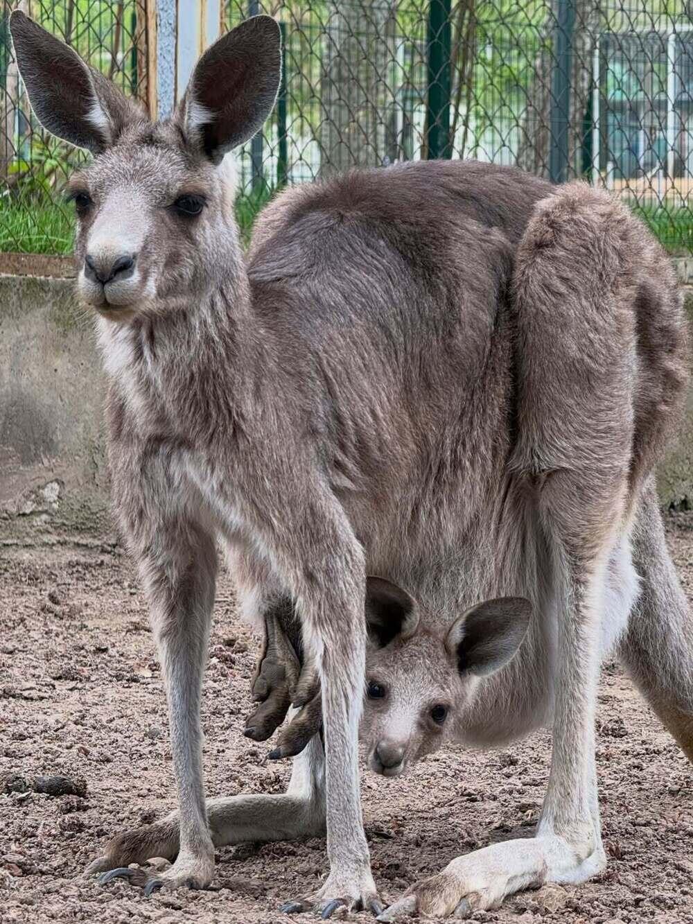 В Алматинском зоопарке сразу три кенгуренка появились на свет. Фото: instagram/almatyzoo