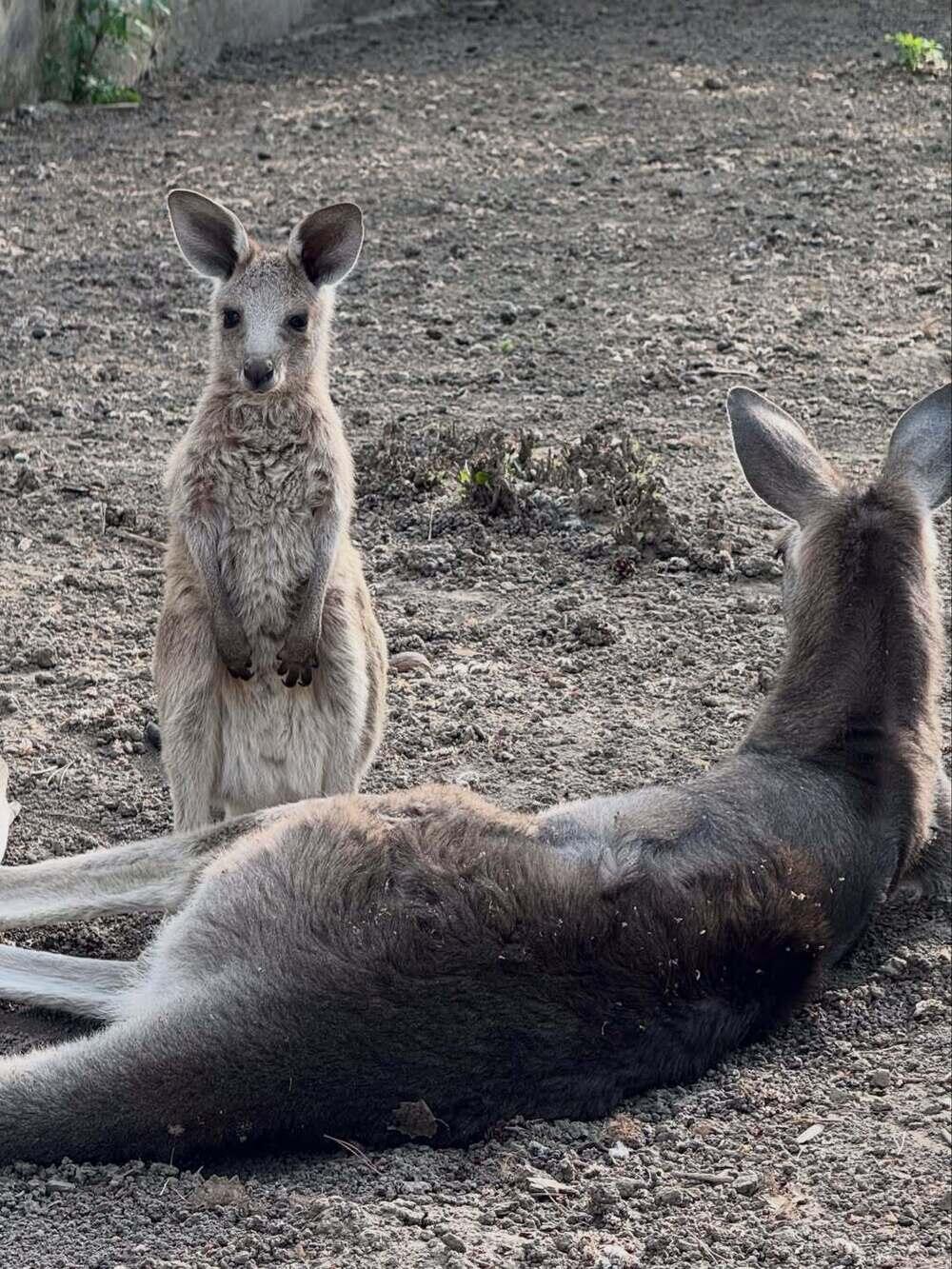 В Алматинском зоопарке сразу три кенгуренка появились на свет. Фото: instagram/almatyzoo