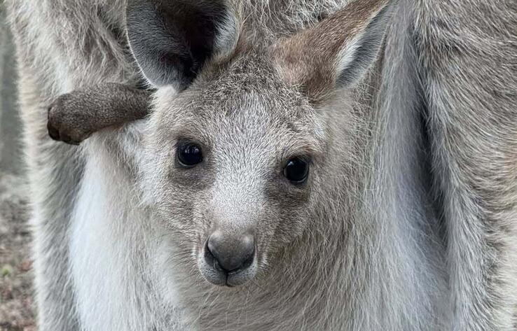 Three kangaroo joeys born at Almaty zoo