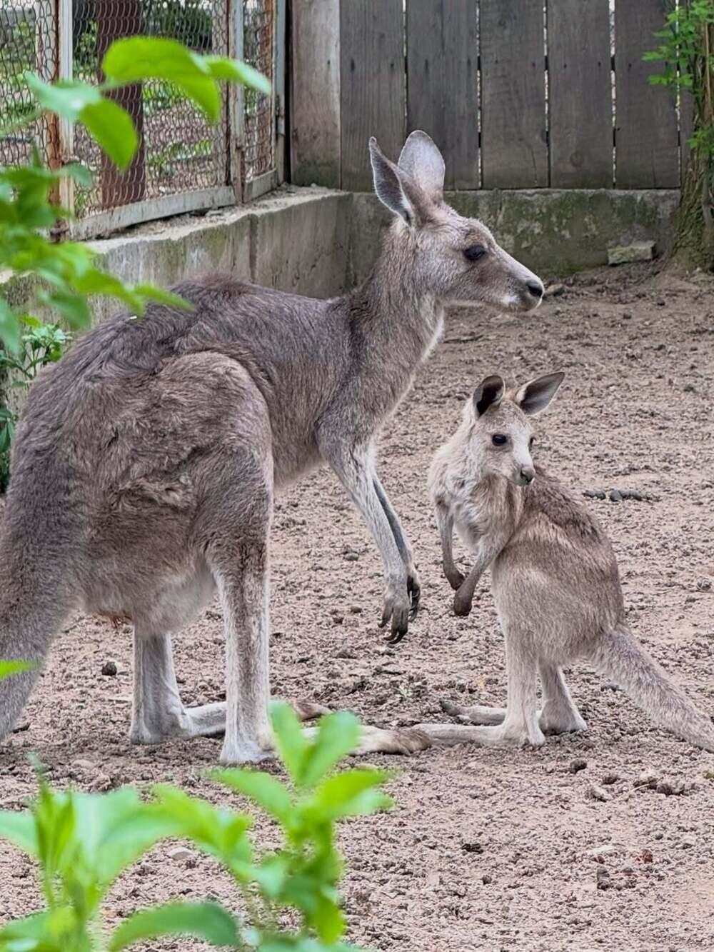 Three kangaroo joeys born at Almaty zoo. Images | instagram/almatyzoo