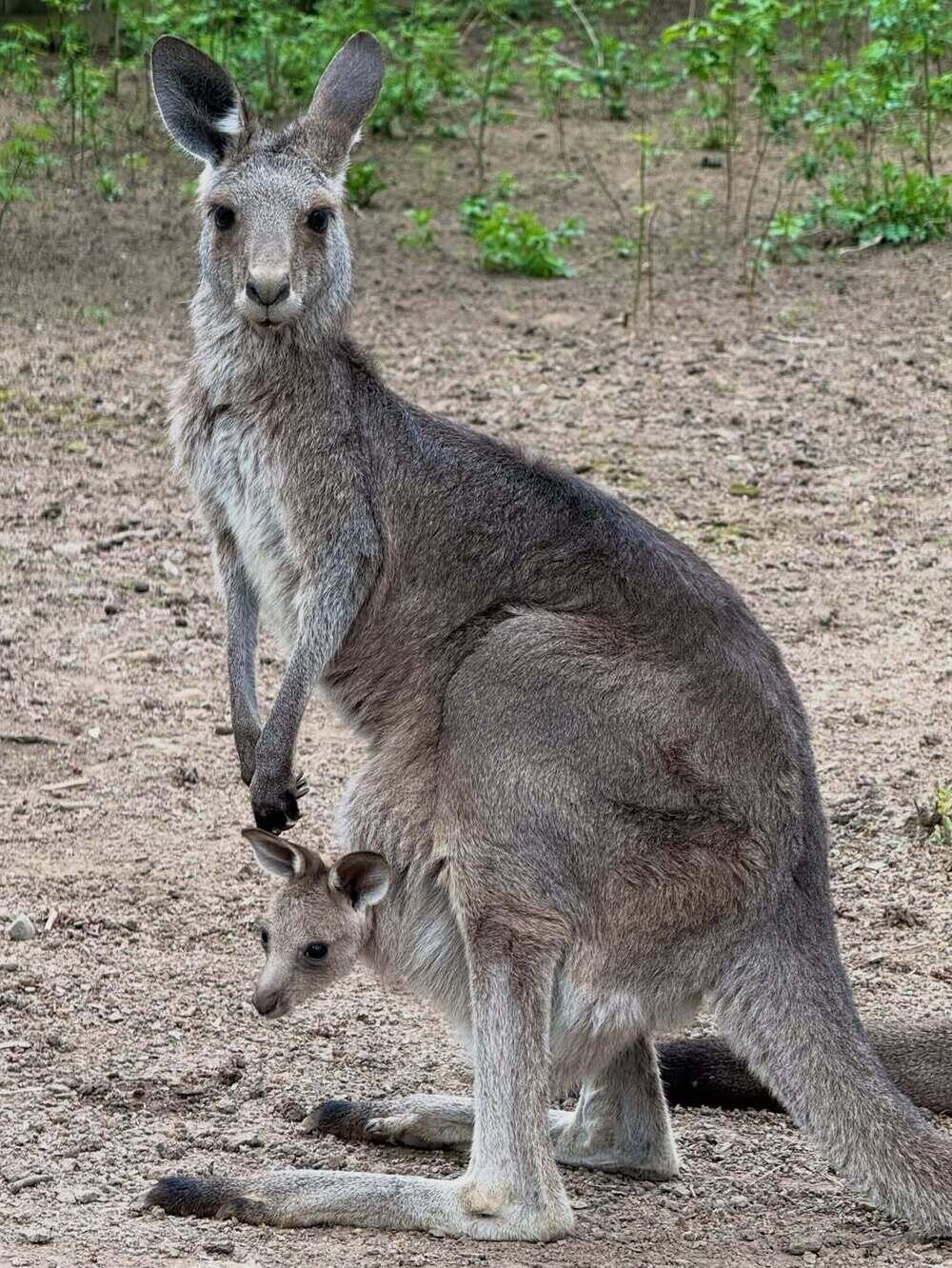Three kangaroo joeys born at Almaty zoo. Images | instagram/almatyzoo