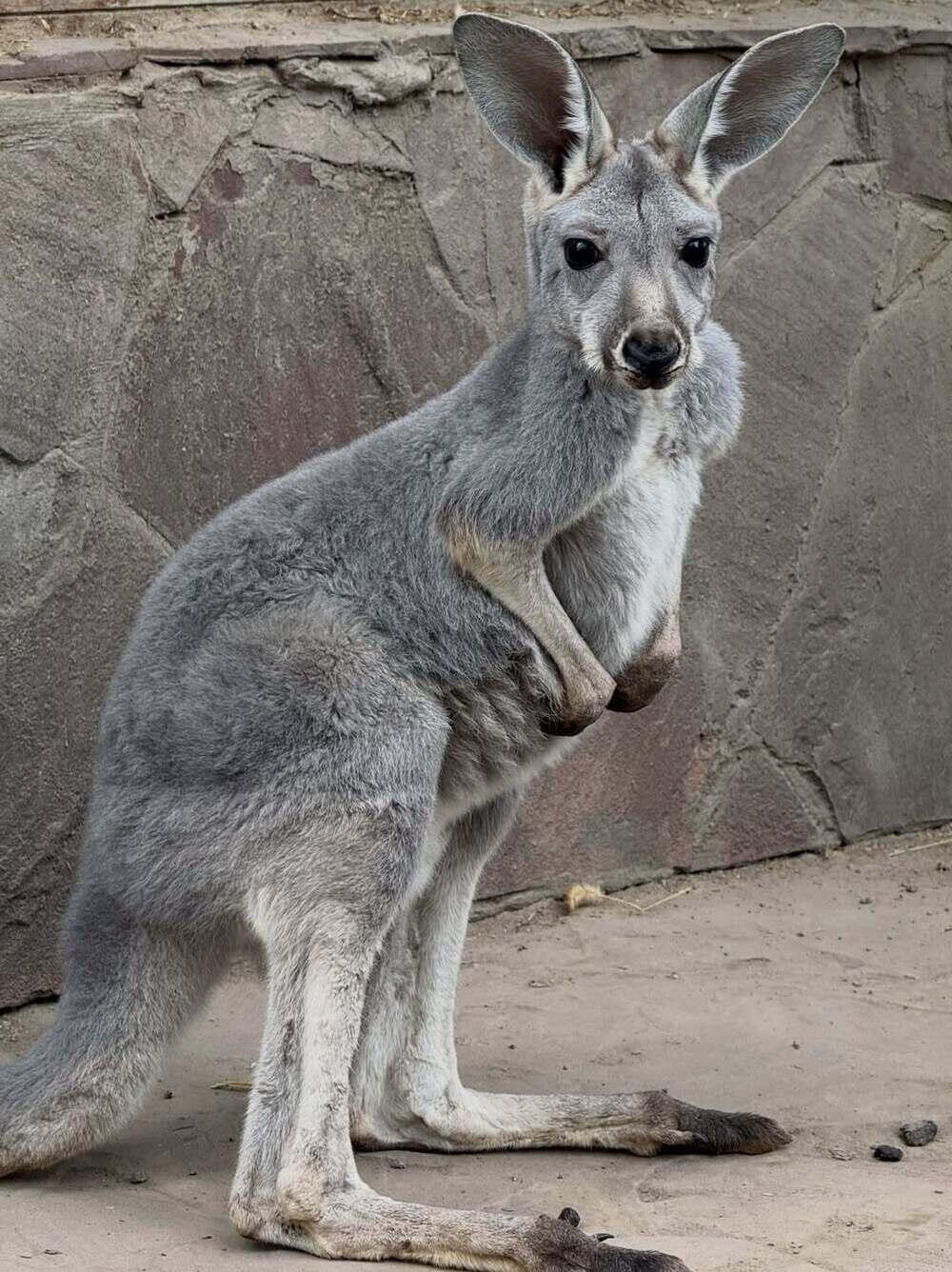 Three kangaroo joeys born at Almaty zoo. Images | instagram/almatyzoo