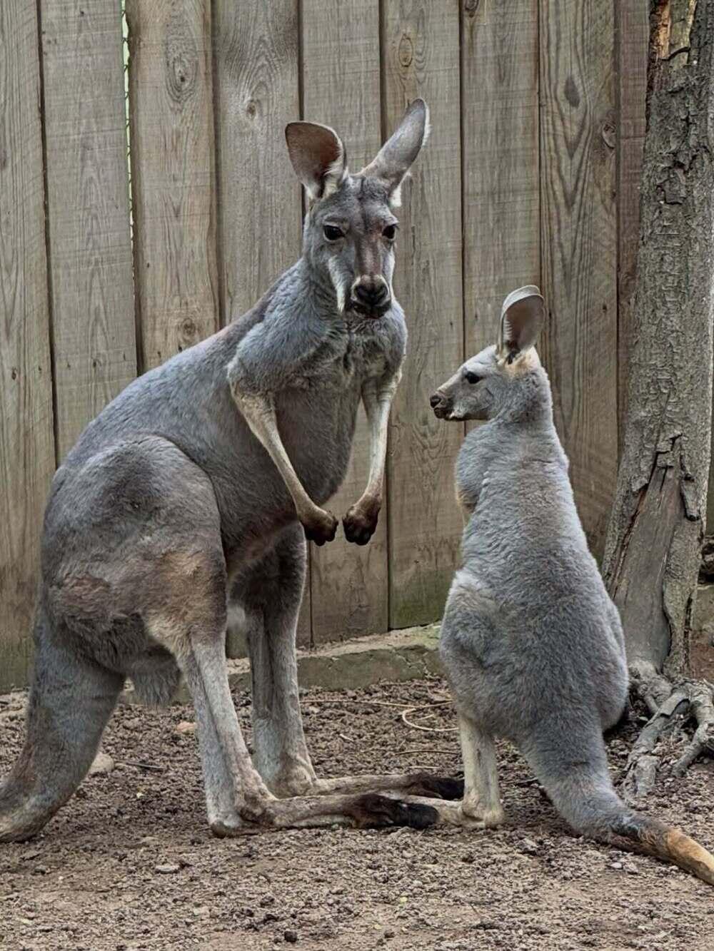 Three kangaroo joeys born at Almaty zoo. Images | instagram/almatyzoo