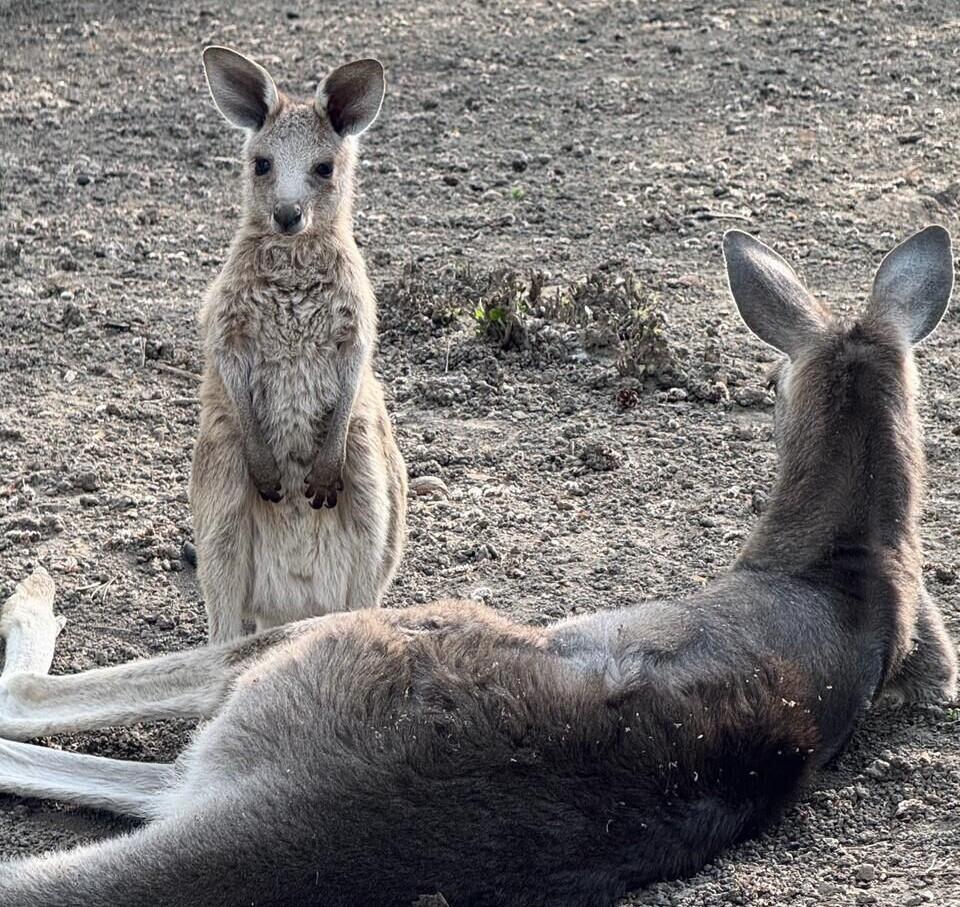 Almaty Zoo welcomes three kangaroo joeys