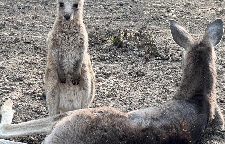 Almaty Zoo welcomes three kangaroo joeys