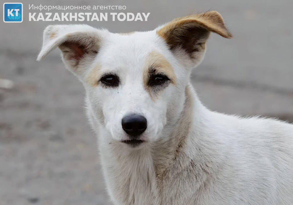 Против, чтобы на мои налоги умерщвляли животных - казахстанцы раскритиковали законопроект об "эвтаназии" собак