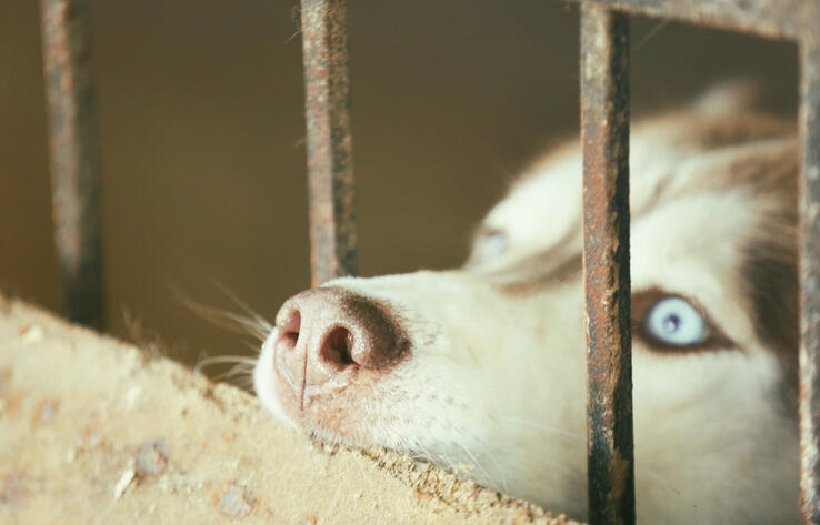 Принятые поправки делают государство карателем - эксперт об "эвтаназии" бездомных животных