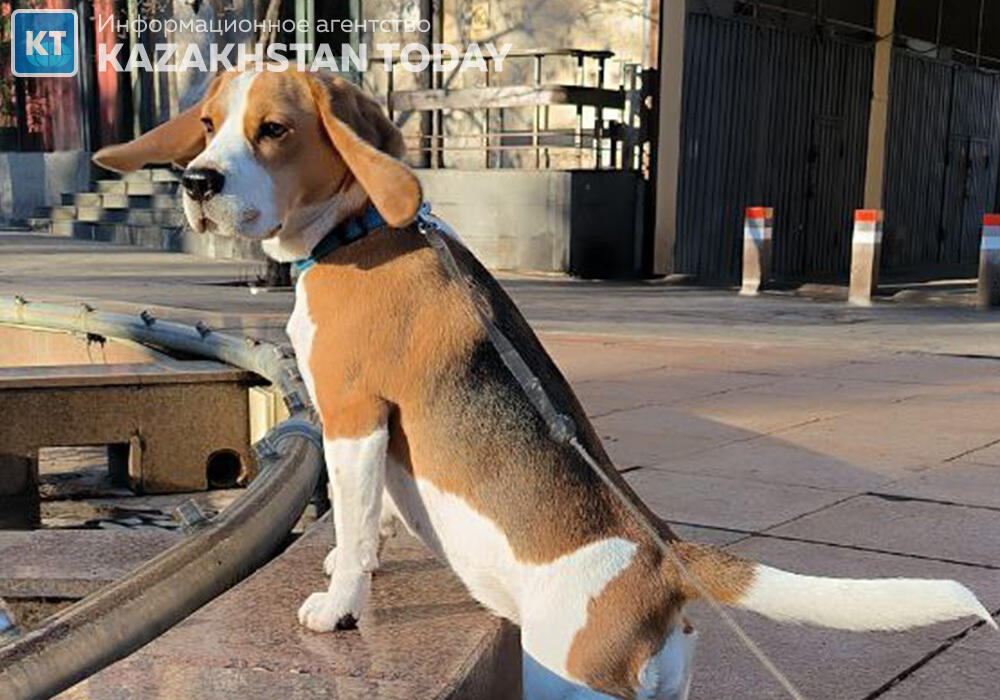 В Италии ввели отпуск по уходу за питомцем