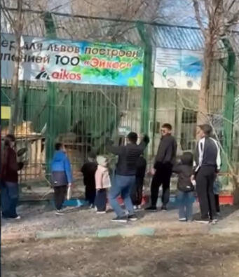 Взрослые и дети бросали камни в львов в биологическом центре Семея