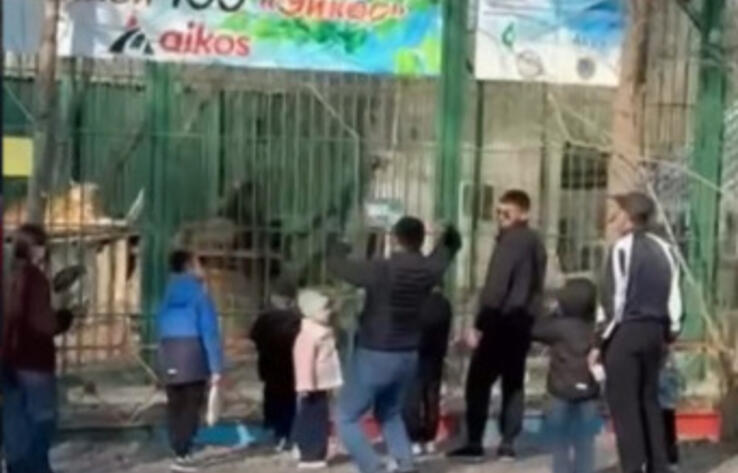 Взрослые и дети бросали камни в львов в биологическом центре Семея
