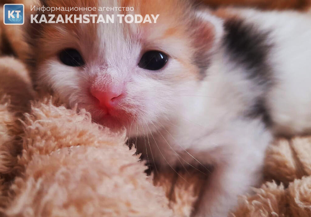 В Алматы пожарные вынесли котят из огня