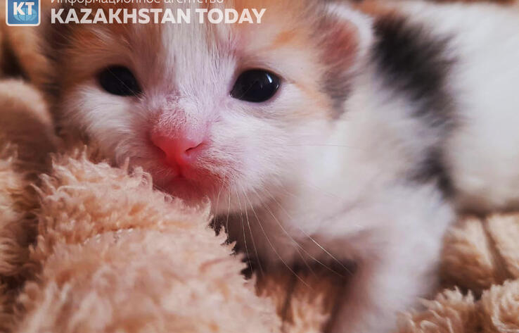 В Алматы пожарные вынесли котят из огня