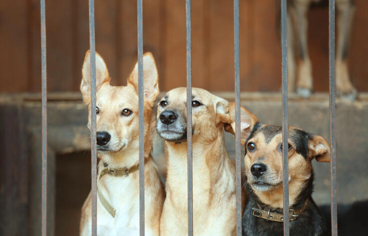 Убийство не выход - общественный деятель предложила альтернативу "эвтаназии" бездомных животных 