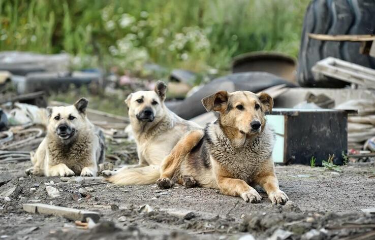 Зоозащитники запустили сайт против поправок об "эвтаназии" бездомных животных