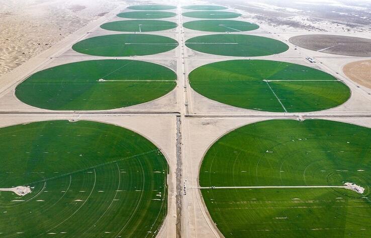 Песчаные земли превращаются в плодородные поля: на окраине пустыни Такла-Макан появились "зеленые круги"