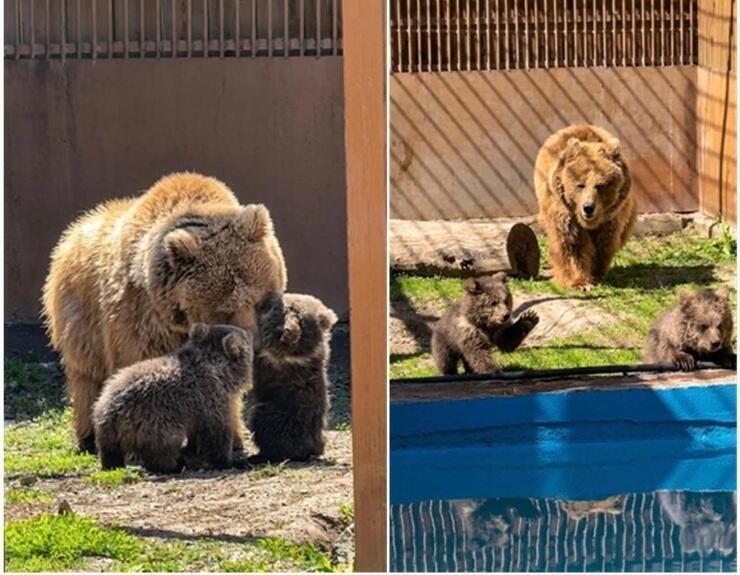 Red Book bear cubs born at Almaty Zoo
