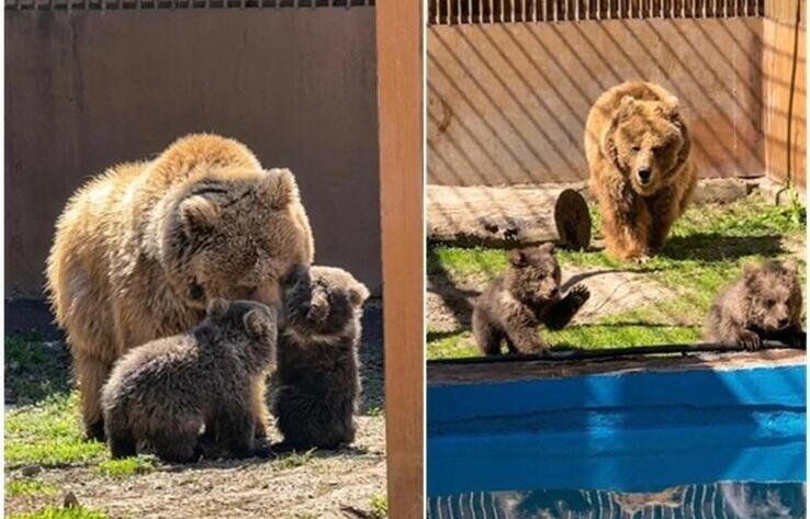 Red Book bear cubs born at Almaty Zoo