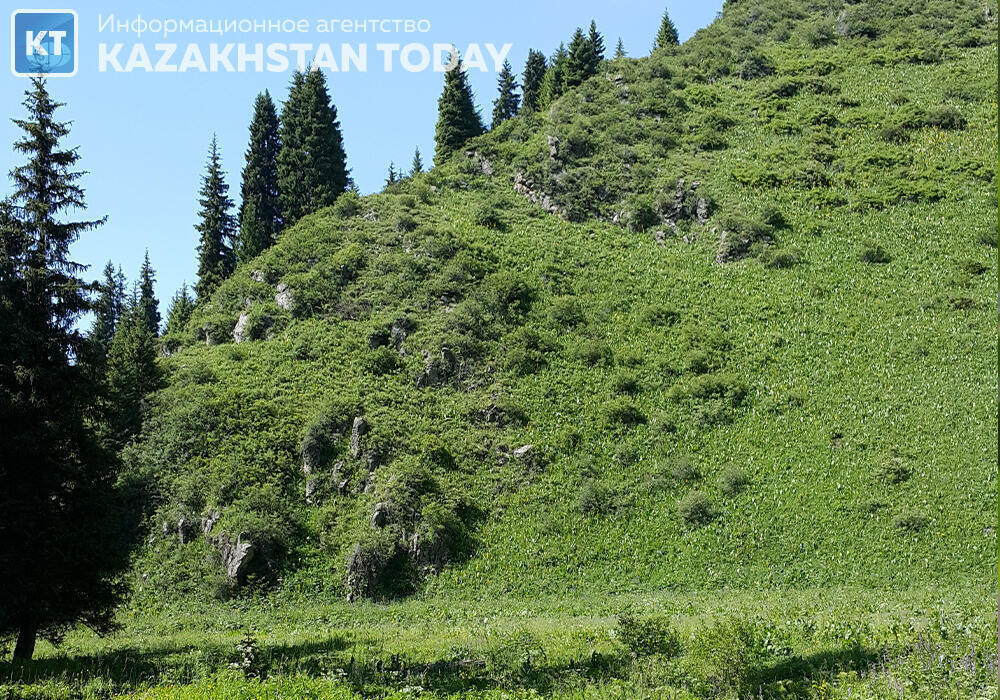 Участок в предгорьях Заилийского Алатау площадью 4,2 га вернули государству 