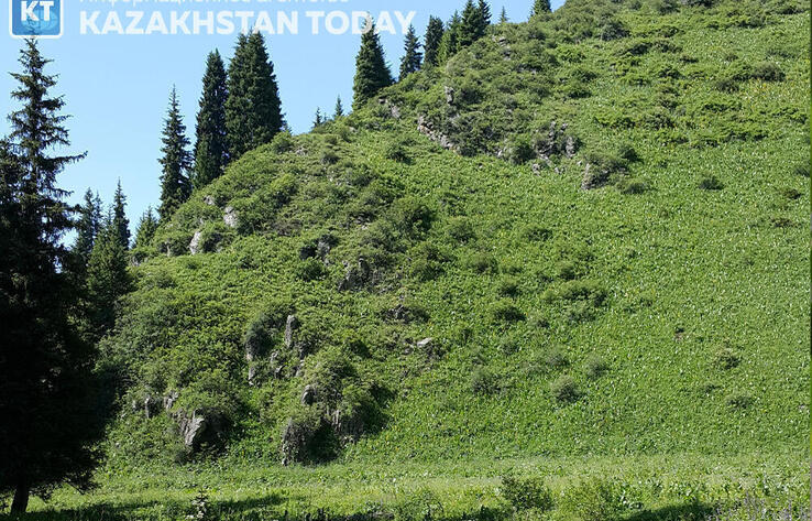 Участок в предгорьях Заилийского Алатау площадью 4,2 га вернули государству 