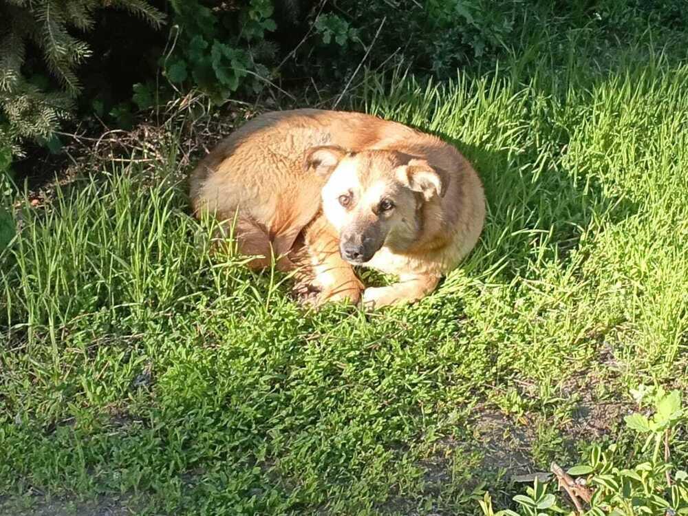 Жестокие меры не решают проблем - эксперты о законопроекте об "эвтаназии" бродячих животных 