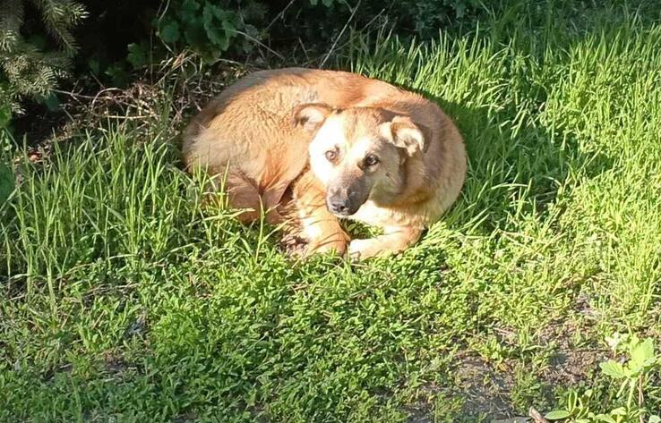 Жестокие меры не решают проблем - эксперты о законопроекте об "эвтаназии" бродячих животных 