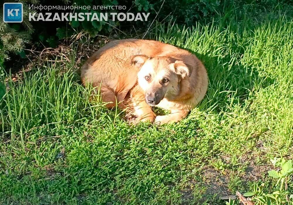 Сенат изучит законопроект об "эвтаназии" бродячих животных
