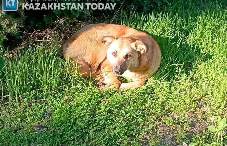 Сенат изучит законопроект об "эвтаназии" бродячих животных
