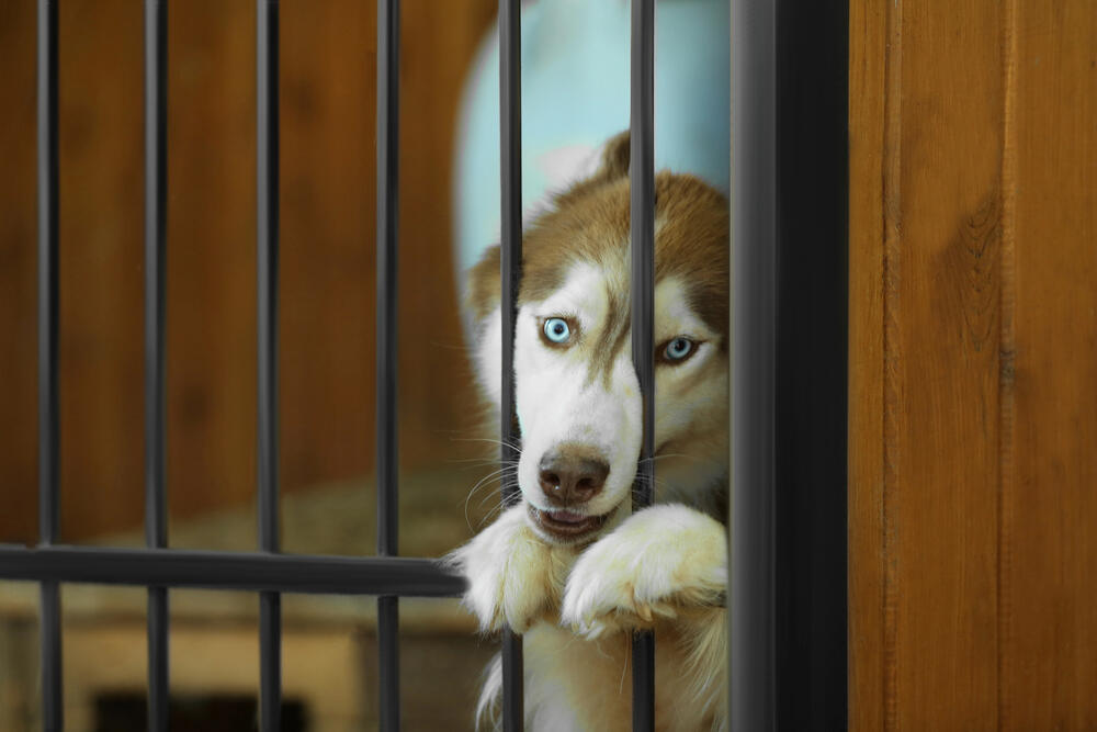 Депутаты называют убийство и уничтожение животных "эвтаназией" - общественный деятель о законопроекте 