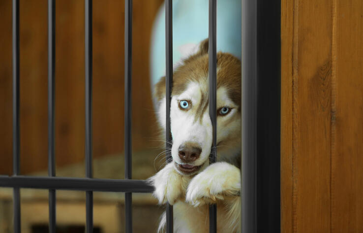 Депутаты называют убийство и уничтожение животных "эвтаназией" - общественный деятель о законопроекте 