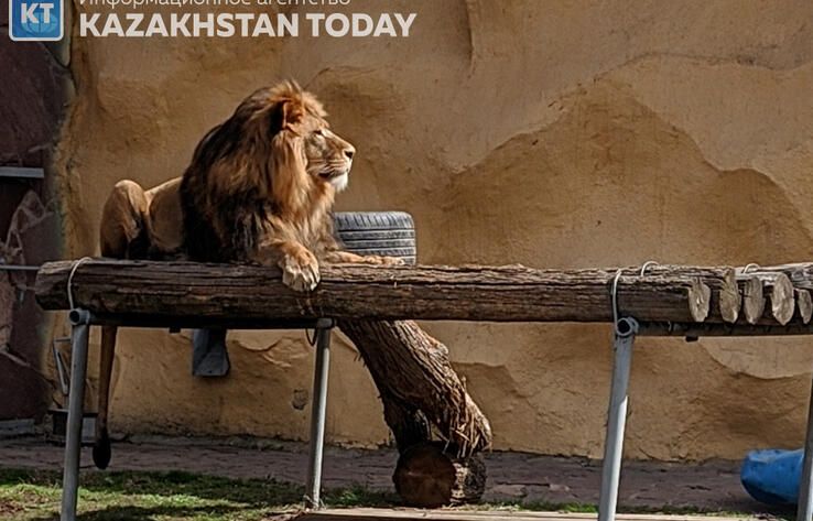 Посетитель зоопарка Алматы кидал камни во льва 