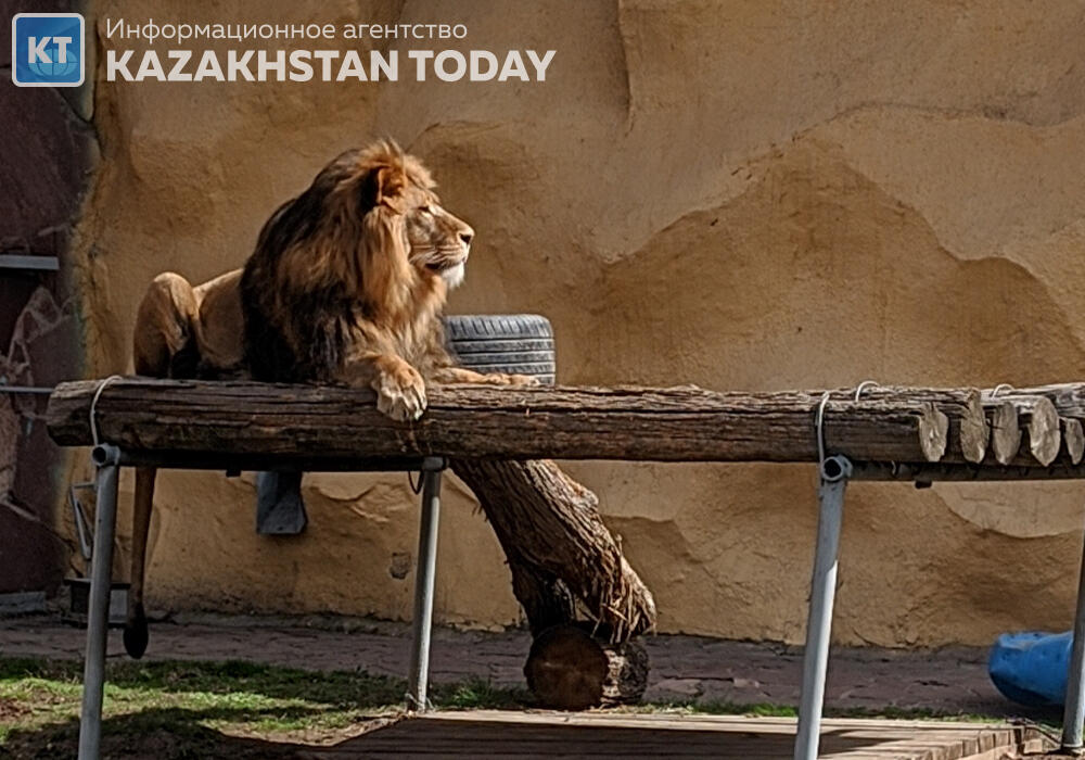 Посетитель зоопарка Алматы кидал камни во льва 