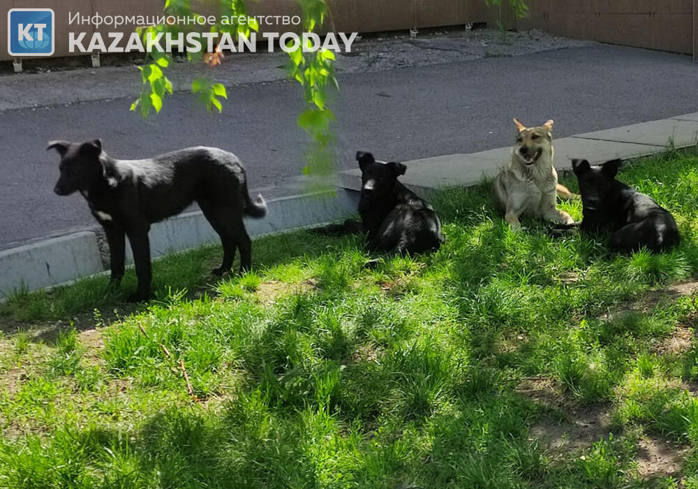 Последний барьер: экспертное сообщество Казахстана пытается остановить "закон о смерти"