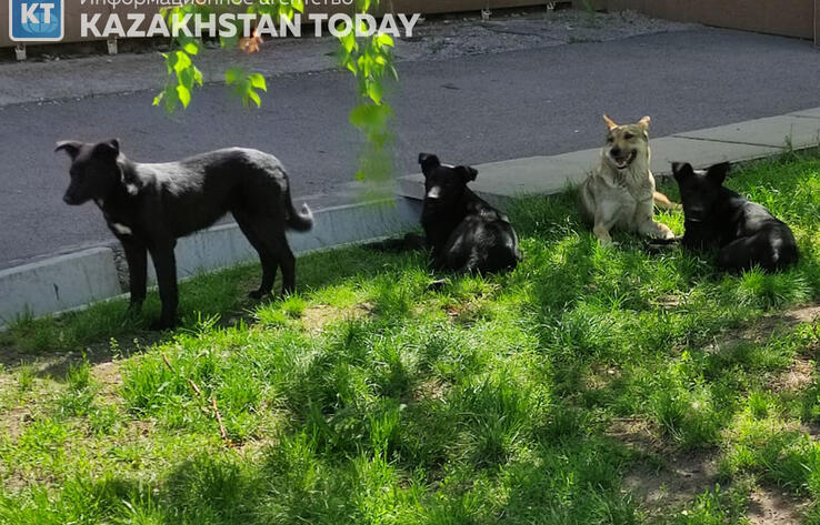 Последний барьер: экспертное сообщество Казахстана пытается остановить "закон о смерти"