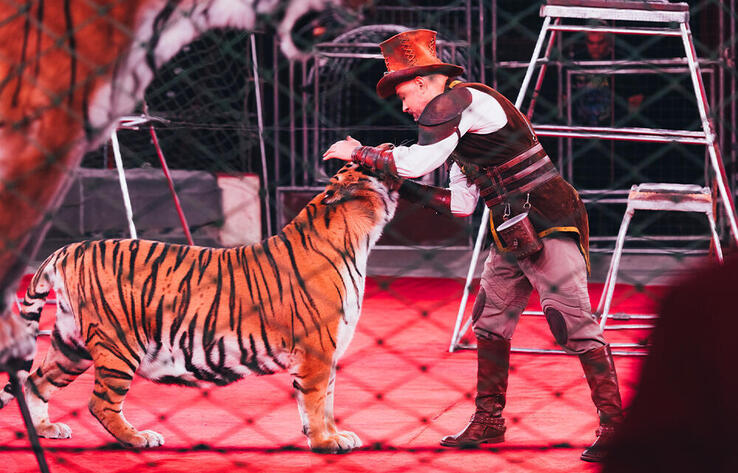 В российском цирке тигр во время представления прыгнул в зрительный зал