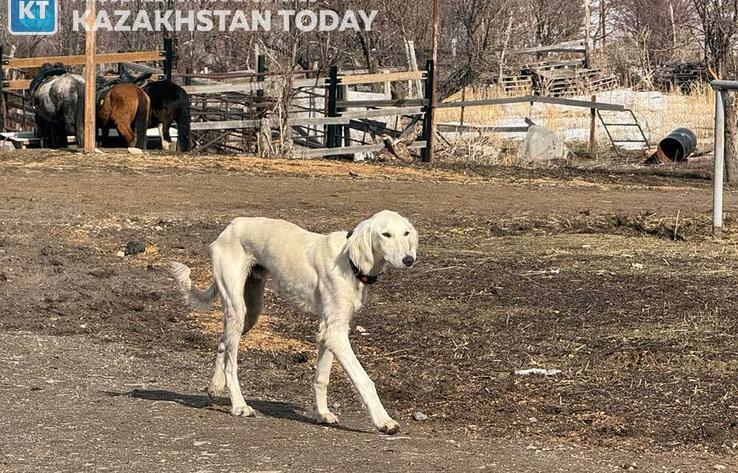 В Казахстане появился новый праздник - День казахского тазы и тобета