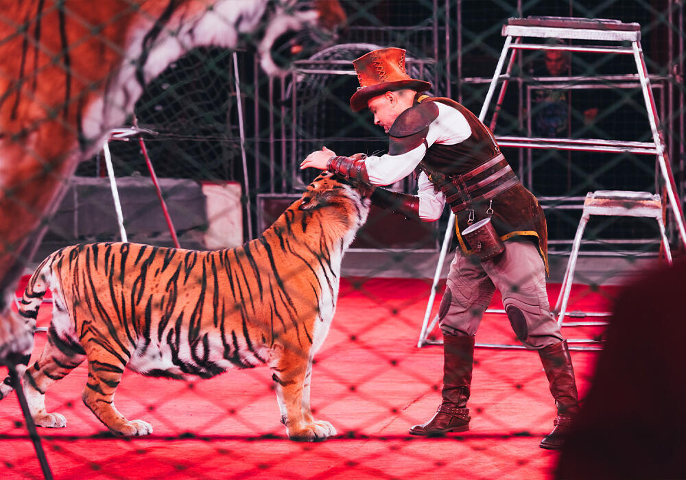 В российском цирке тигр во время представления прыгнул в зрительный зал
