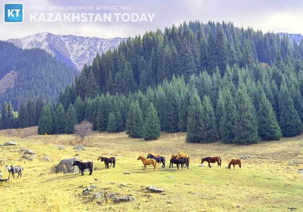 Стала известна дата общественных слушаний по проекту застройки Кок Жайляу