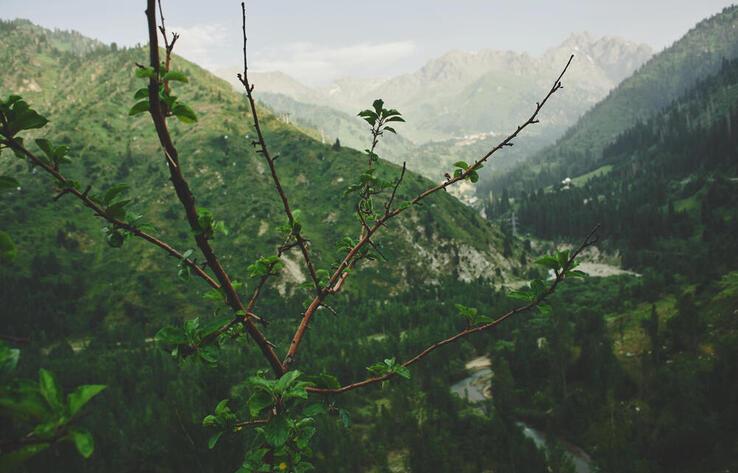 Ministry says forest cover in Kazakhstan on the rise