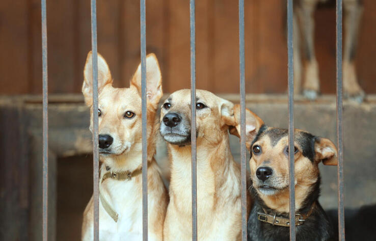 У приюта для бездомных животных в Алматинской области изымают землю