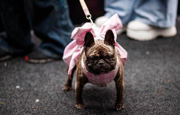 В Алматы прошел PetFest 2026 - крупнейший городской фестиваль для питомцев и их хозяев
