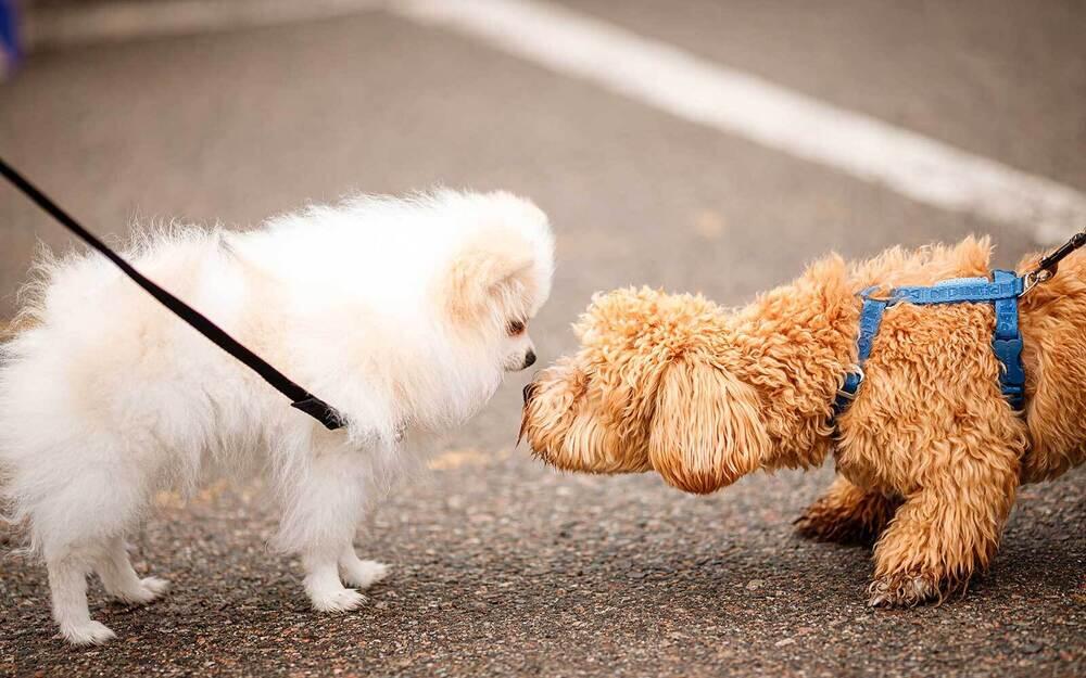 В Алматы прошел PetFest 2026 - крупнейший городской фестиваль для питомцев и их хозяев. Фото: PetFest 
