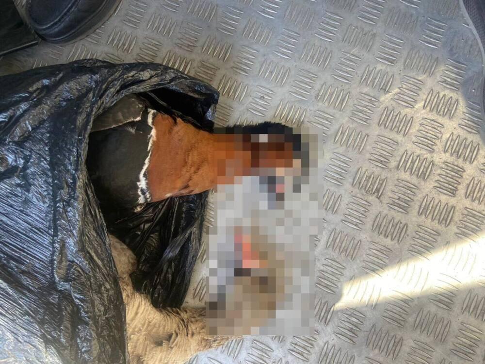 Автомобиль с тушками редких птиц остановили на трассе в Акмолинской области 