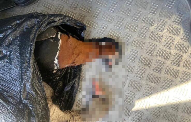 Автомобиль с тушками редких птиц остановили на трассе в Акмолинской области 