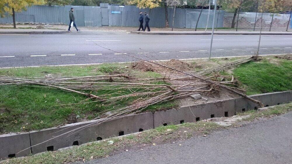 В Алматы из-за некачественного ухода гибнут сотни саженцев 