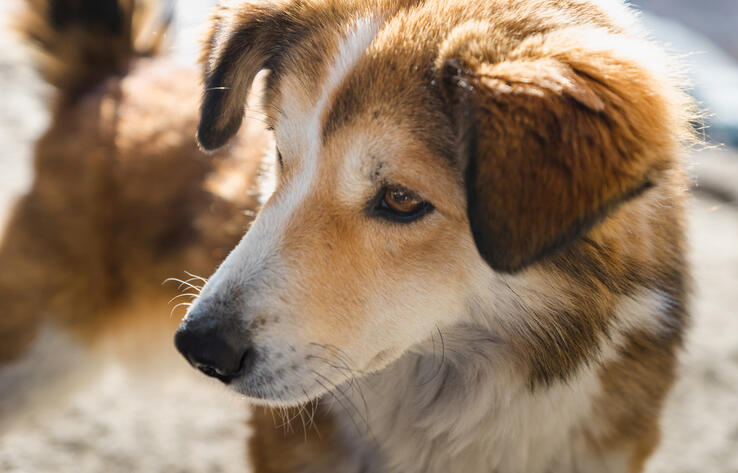 Вне закона: почему частные приюты в Казахстане обречены на нелегальное существование