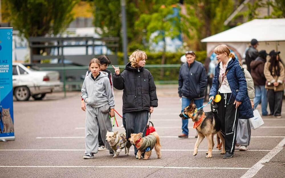 В Алматы прошел PetFest 2026 - крупнейший городской фестиваль для питомцев и их хозяев. Фото: PetFest